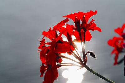 Close-up of red flowering plant