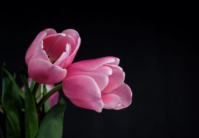 Close-up of pink rose against black background