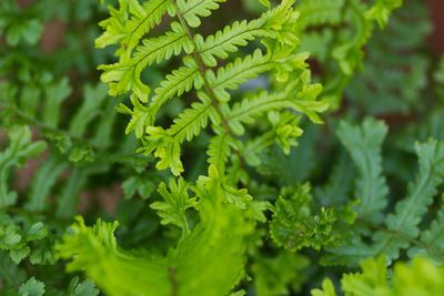 Close-up of fresh green leaves