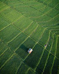 High angle view of corn field