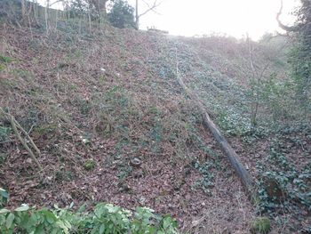 Scenic view of tree against sky