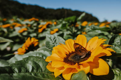 Butterfly on top of a sunflower. in the sunflower field.