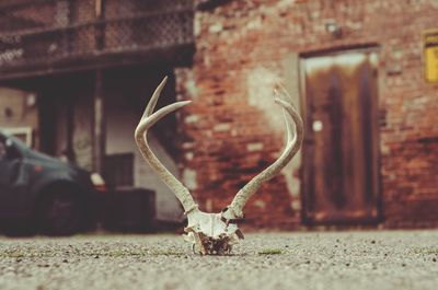 Horned of antler on footpath outside house