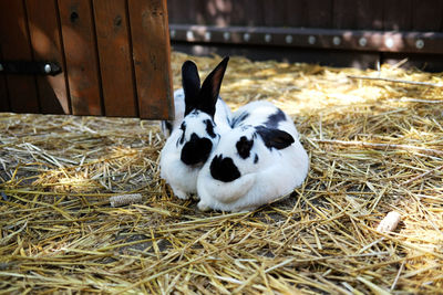 Oryctolagus cuniculus 'domestic rabbits' hugging on straw