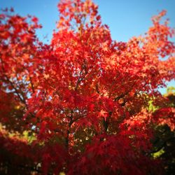 Low angle view of autumnal trees against sky