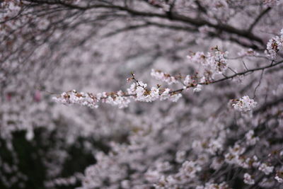 Close-up of cherry blossoms