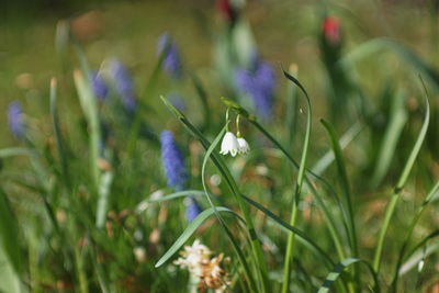 Close-up of purple flowering plant