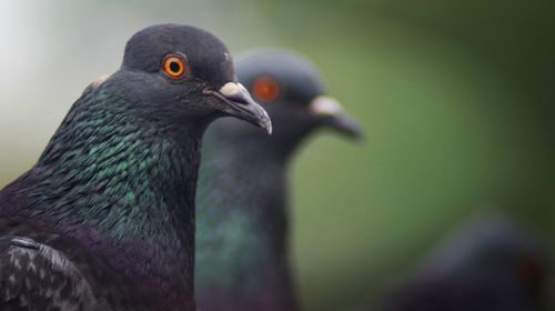 Close-up of pigeon