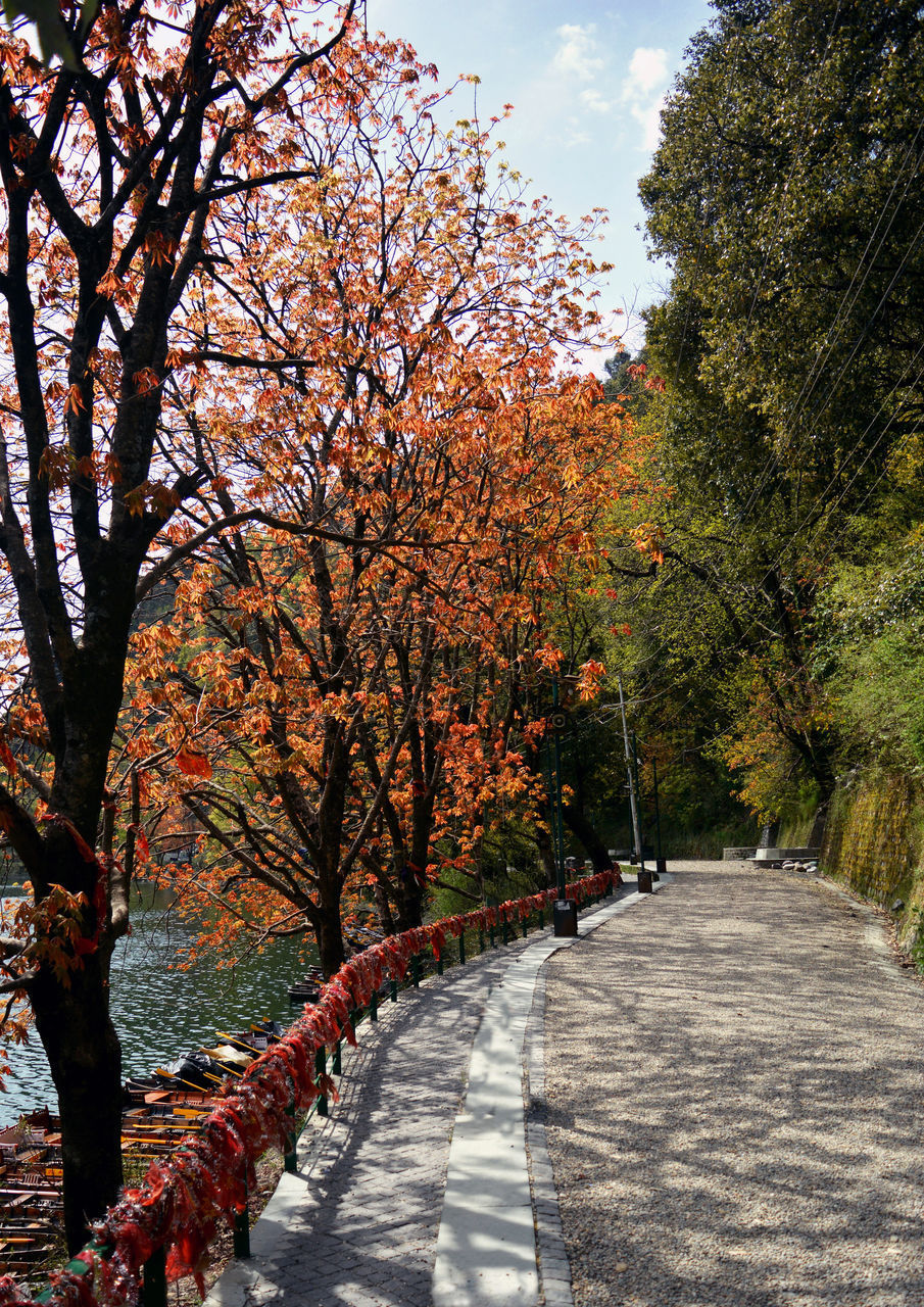 FOOTPATH AMIDST TREES DURING AUTUMN