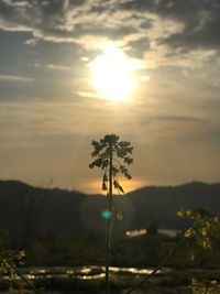 Silhouette plants on field against sky during sunset