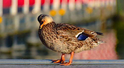 Close-up of bird perching on wood