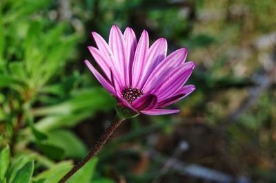 Close-up of pink flower blooming outdoors