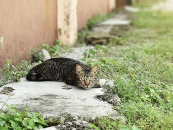 Portrait of a cat on field