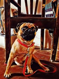 Portrait of dog sitting on chair