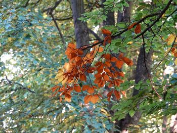 Low angle view of orange tree