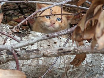 Portrait of a cat on branch