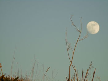 Low angle view of plant against clear sky