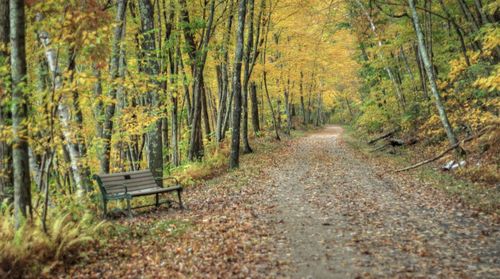 Empty bench amidst trees in forest during autumn