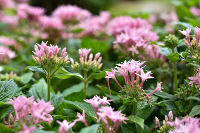 Close-up of pink flowering plants