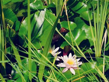 High angle view of flowering plant