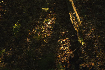 Trees in forest