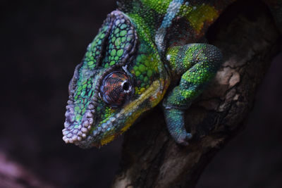 Close-up of lizard on tree