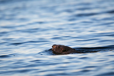 High angle view of beaver swimming in lake