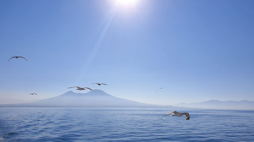 Seagulls flying over sea against sky