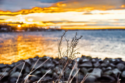 Close-up of plant against sky at sunset