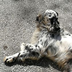 High angle view of a dog on road