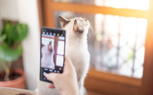 Cat looking through smart phone at home