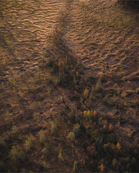 High angle view of plants on land