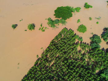 High angle view of plant on land against sky