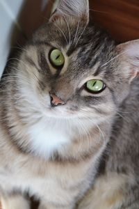 Close-up portrait of a cat