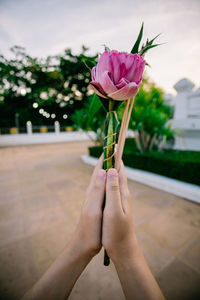 Close-up of hand holding pink flower