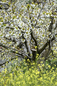 Low angle view of flowering tree