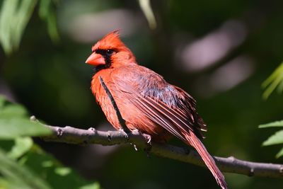 Close-up of cardinal perching on plant