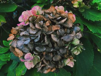 Close-up of wilted flowers on plant