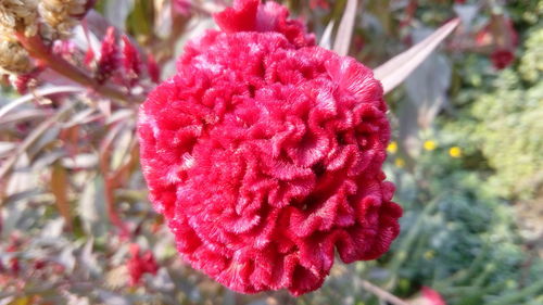 Close-up of pink flowers