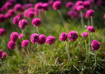 Close-up of pink flowers blooming on field