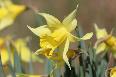 Close-up of yellow flowering plant