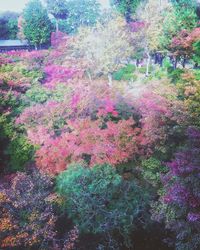 Pink flowers growing on tree