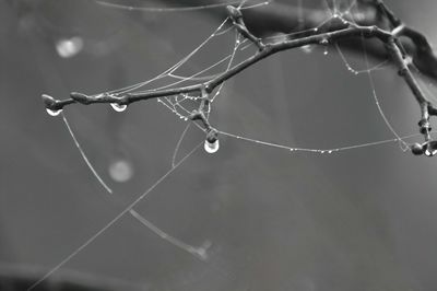 spider web