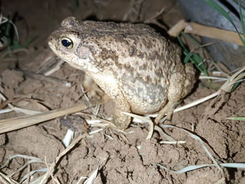 Close-up of frog on land