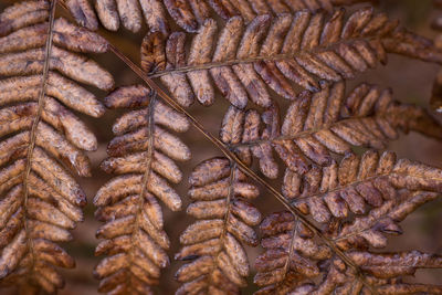 Full frame shot of dried leaves