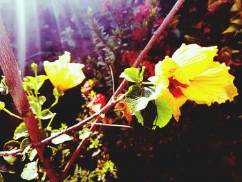 Close-up of yellow flowers