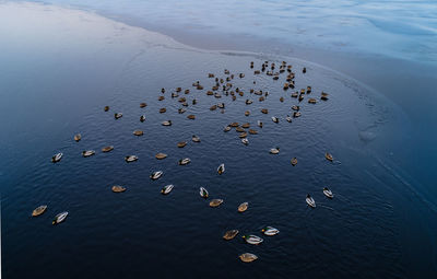 Birds in water