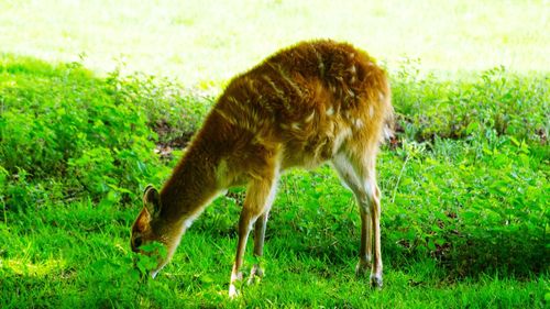 Dog standing on grassy field