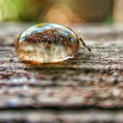 Close-up of shell on wood