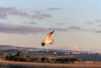 Bird flying in sky